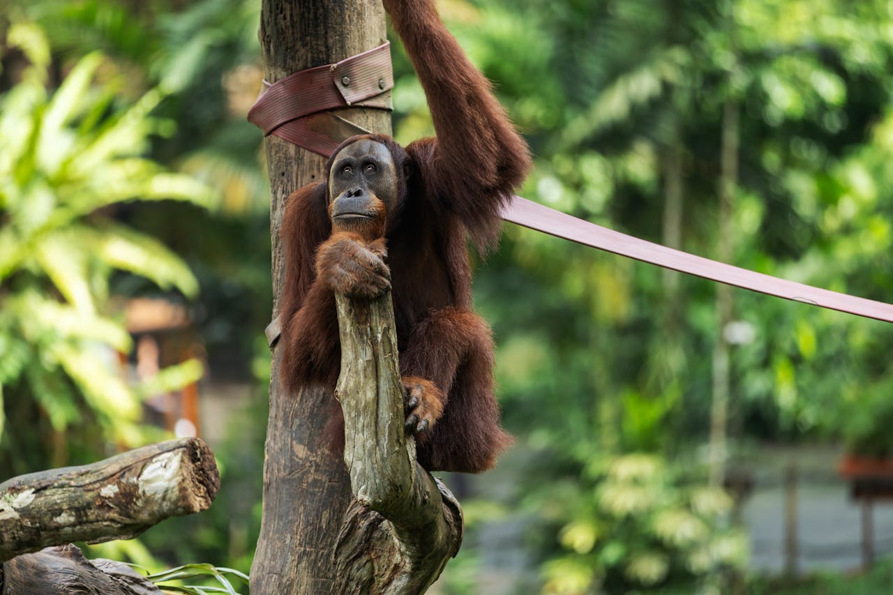 The World's Most Endangered Species and How to Protect Them